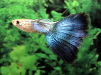  .    breeding-guppies.com