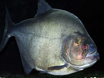  .    piranhawarehouse.co.uk