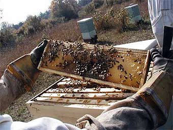    thecapuchins.org