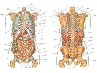    anatomiya.com