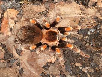  Brachypelma smithi.    maricopa.edu