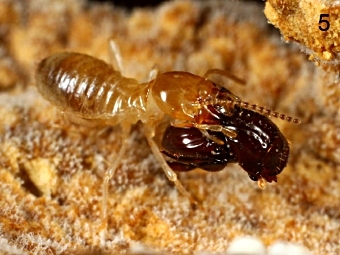 Eocorythoderus incredibilis.  Munetoshi Maruyama 