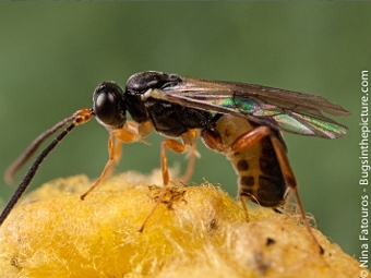   Lysibia nana.  Nina Fatouros